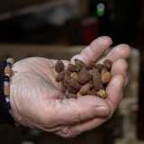 �Innanzitutto si preparano i noccioli delle olive�...